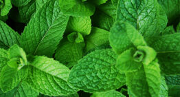 Mint Nutrition